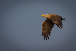 Seeadler