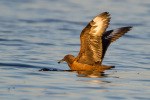 Skua