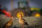 Nilgans