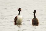 Schwarzhalstaucher beim Pinguintanz