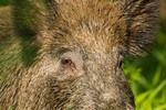 Wildschwein