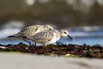 Sanderling