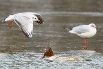 Gänsesäger mit Lachmöwen