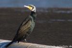 Kormoran