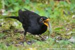 Amsel mit Ringelnatter