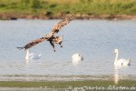 Seeadler