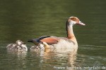 Nilgans