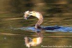 Kormoran mit Fisch