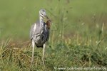 Graureiher auf Mäusejagd