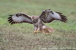 Mäusebussard auf der Jagd