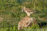 Turmfalke mit Maus