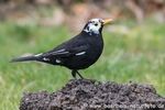 Amsel mit Fehlfärbung