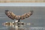 Seeadler