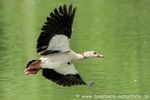 Nilgans