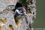 Buntspecht