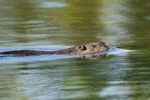 Nutria (wildlife)