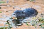 Nutria