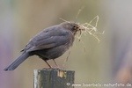 Amsel