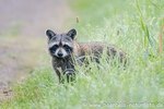 Waschbär