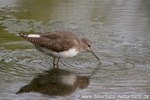 Waldwasserläufer