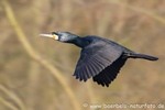 Kormoran