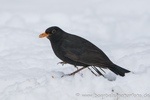 Amsel