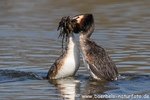 Haubentaucher Pinguintanz