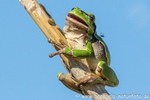 Laubfrosch