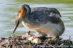 Haubentaucher auf dem Nest