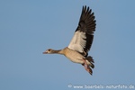 Nilgans