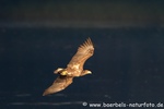 Seeadler