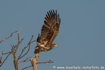 Seeadler