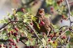 Amsel