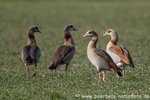 Nilgänse