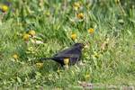 Amsel