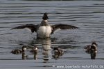 Schellenten - Familie