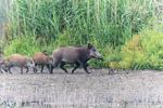 Wildschweine