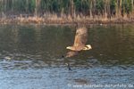 Seeadler