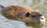 Nutria