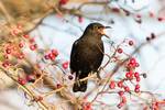 Amsel