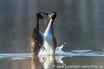 Haubentaucher Pinguintanz