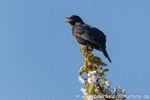 Amsel