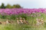 Nilgans