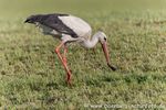 Weissstorch