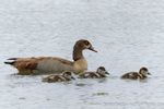 Nilgänse