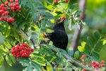 Amsel