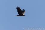 Seeadler