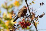 Amsel