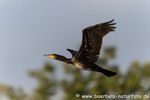 Kormoran