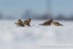 Feldlerchen im Schnee